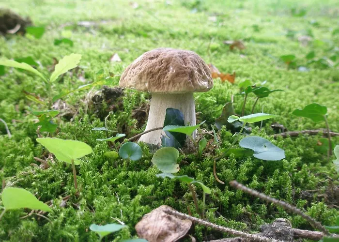 La Rosa Tra I Laghi Meina